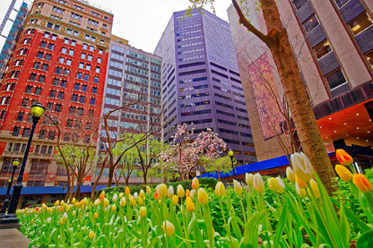 Tulips Bryant Park View Photograph Manhattan Print 100% Australian Made