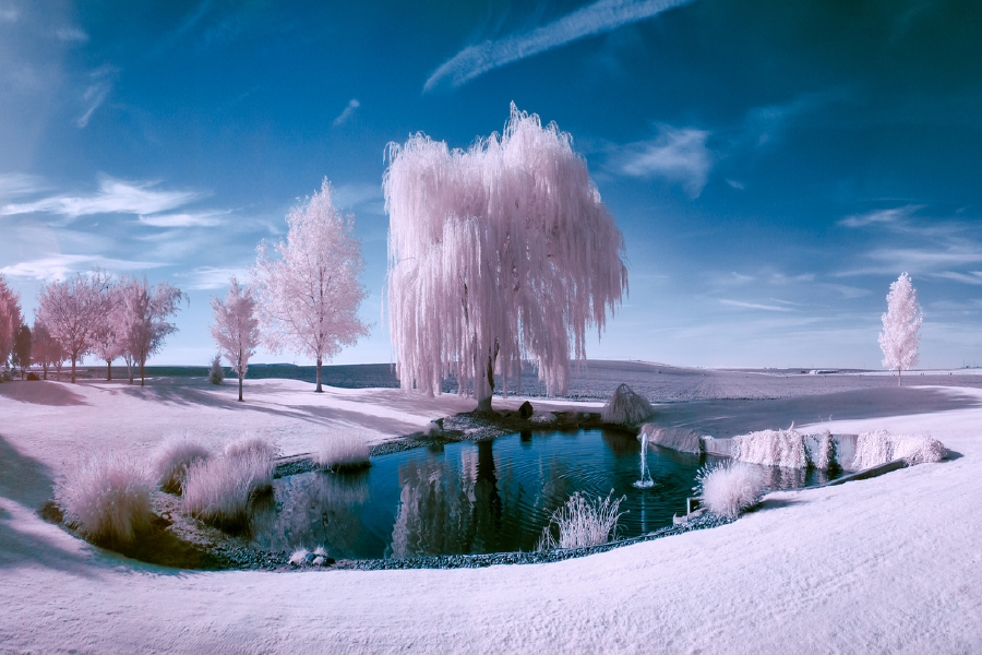 Snow Coverd Trees & Sky View Photograph Print 100% Australian Made