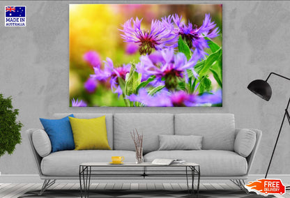 Purple Cornflowers Sunset Photograph Print 100% Australian Made
