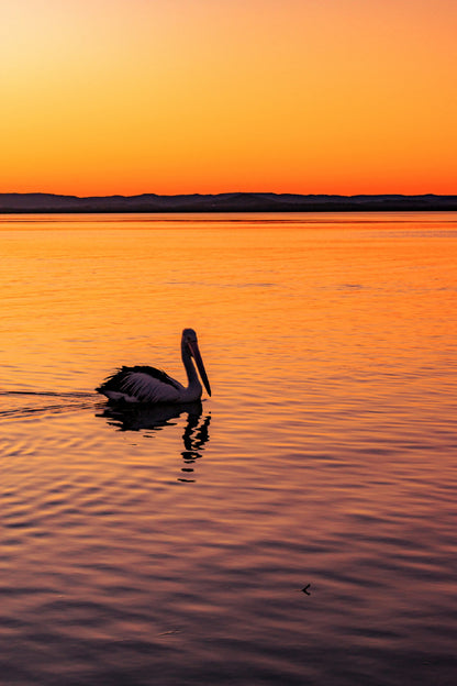Pelican on Calm Sunset Sea View Photograph Print 100% Australian Made