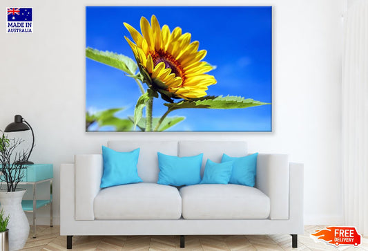 Sunflower Under Blue Sky Closeup Photograph Print 100% Australian Made