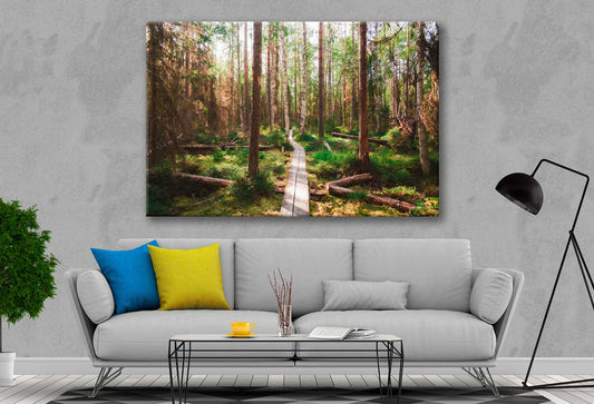 Bella Home Sunrise Through a Autumn Forest Print Canvas Ready to hang