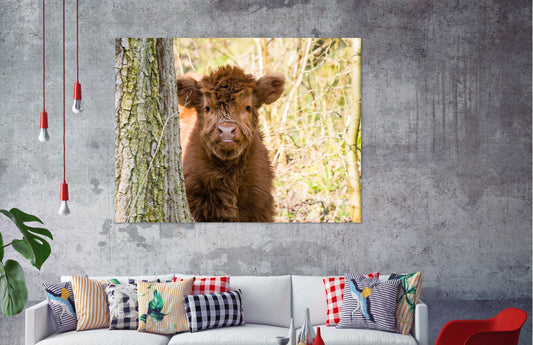 Baby highland cow Print 100% Australian Made