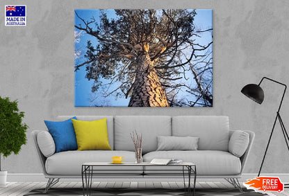 Large Dead Tree View From Below Photograph Print 100% Australian Made