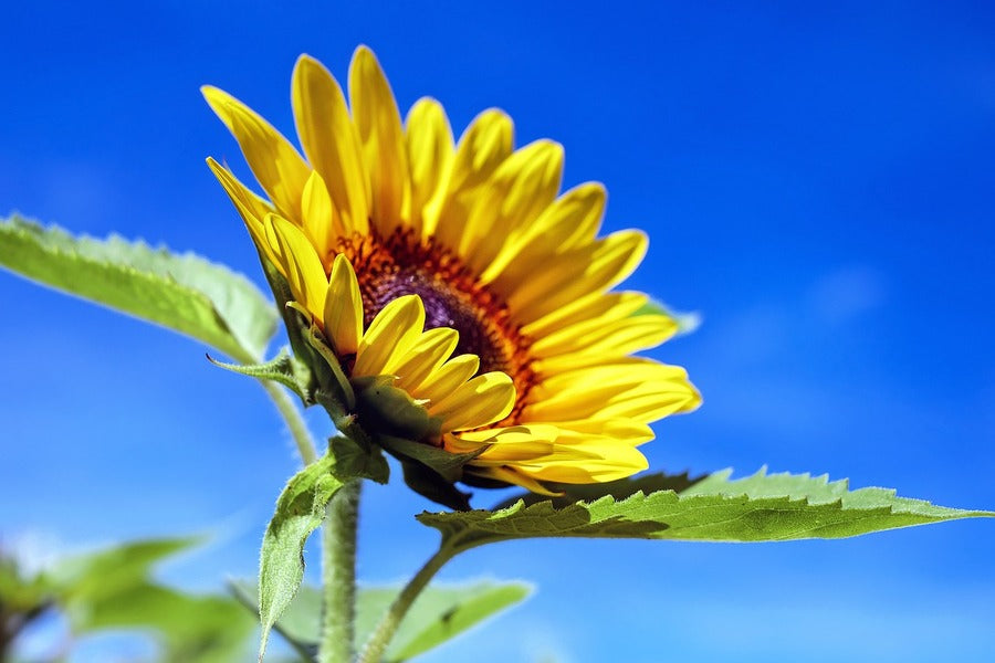 Sunflower Under Blue Sky Closeup Photograph Print 100% Australian Made