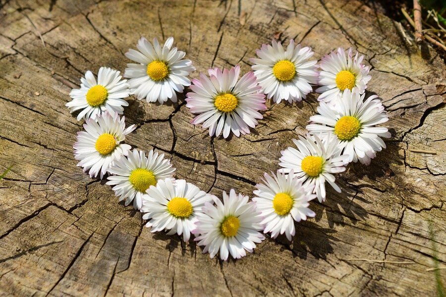 Daisy Flowers Heart Shape Photograph Print 100% Australian Made
