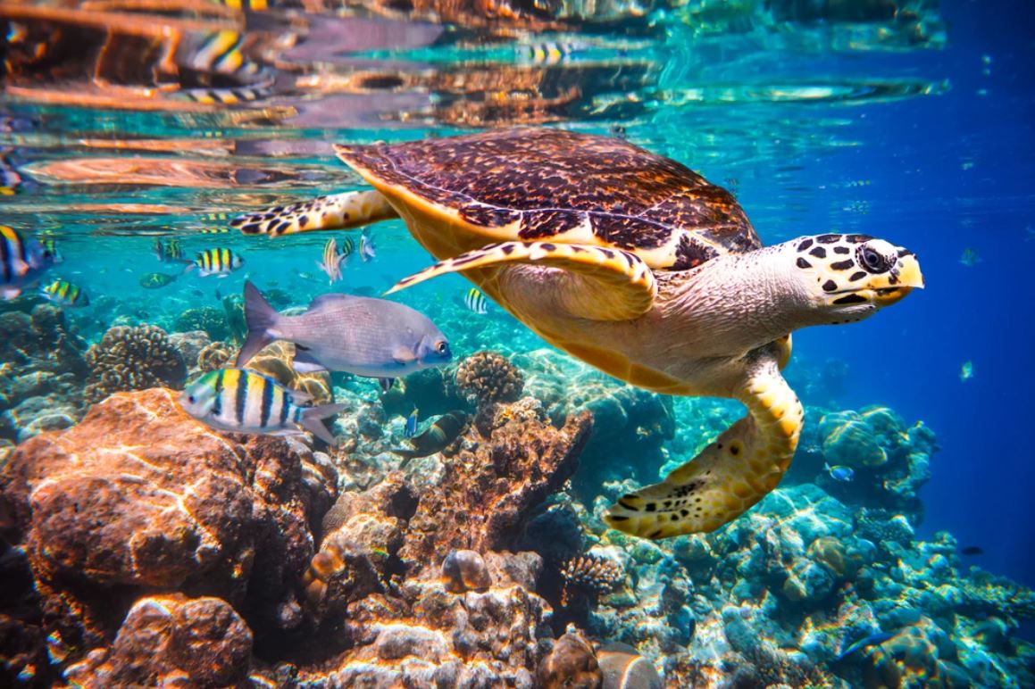 Turtle Underwater Sea Scenery Photograph Home Decor Premium Quality Poster Print Choose Your Sizes