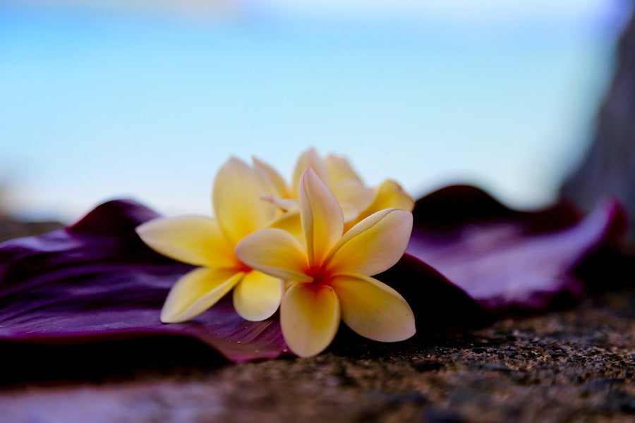 Plumeria Flowers Closeup Photograph Print 100% Australian Made