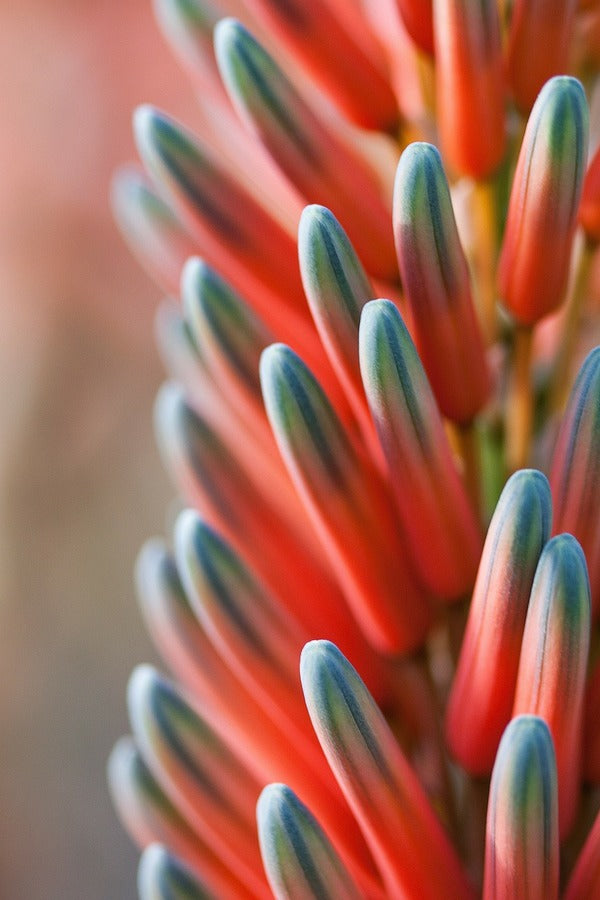 Red Flower Plant Macro Photograph Print 100% Australian Made