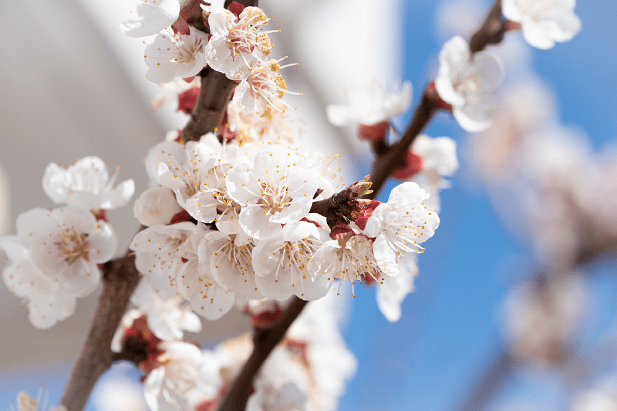 White Blossom Tree Photograph Print 100% Australian Made