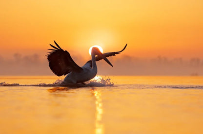 Pelican on Lake Sunset Photograph Home Decor Premium Quality Poster Print Choose Your Sizes