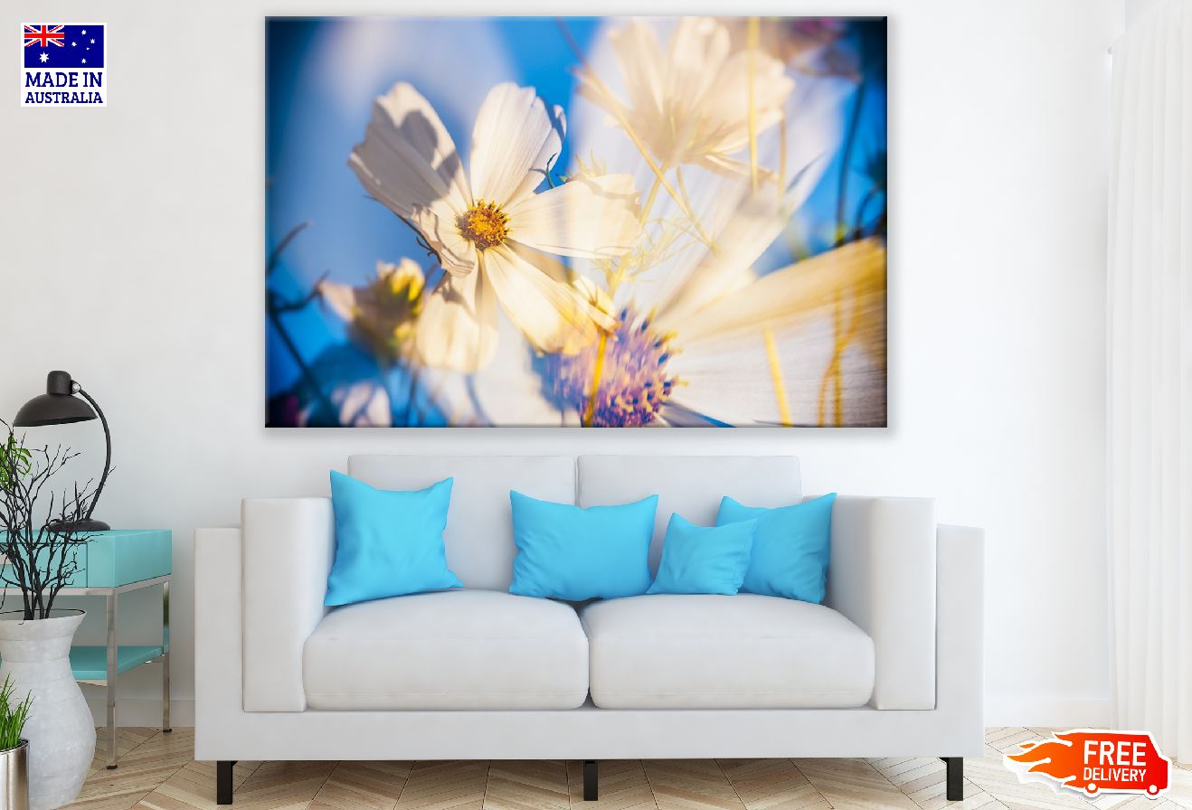 White Cosmea Flower Closeup Photograph Print 100% Australian Made