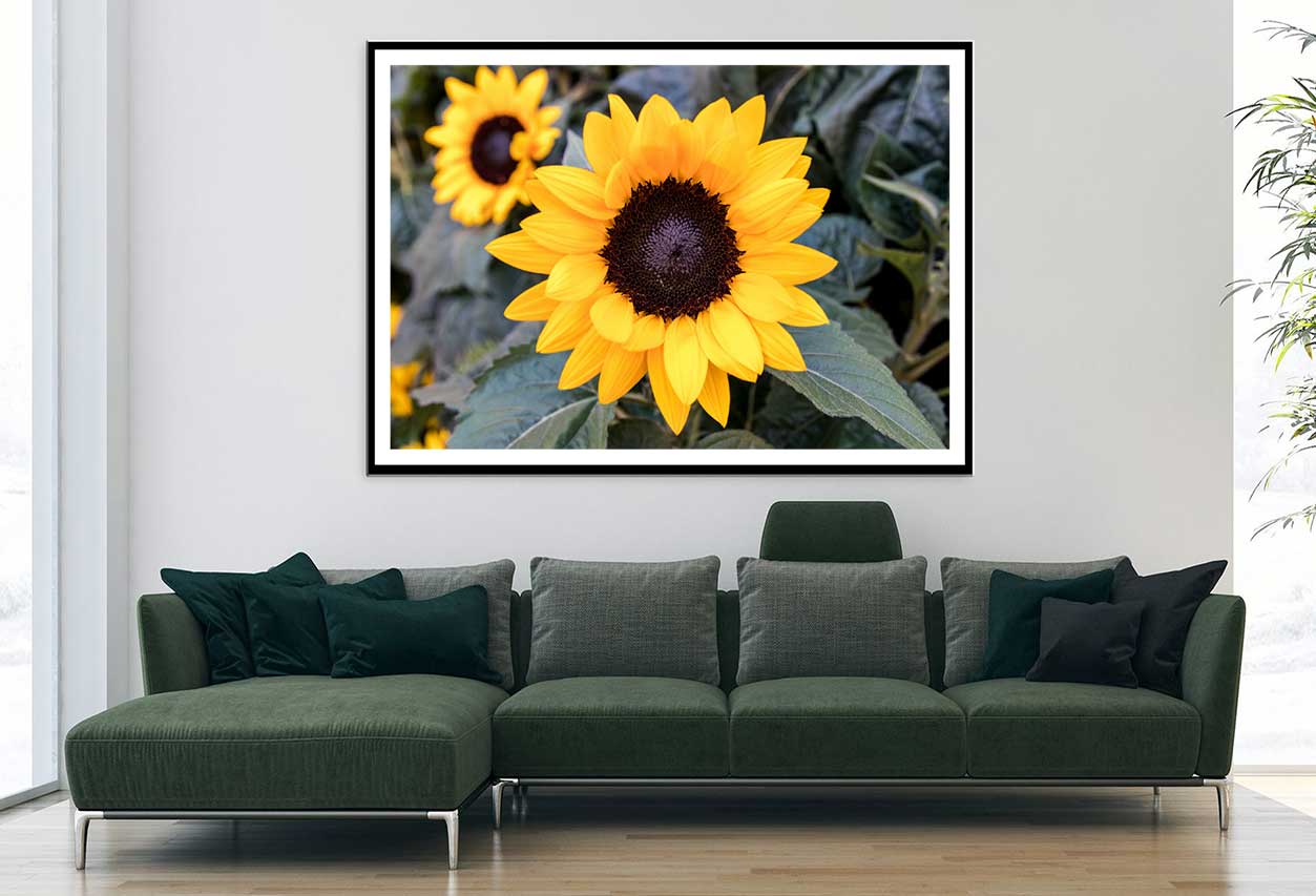 Sunflowers with Leaves Photograph Home Decor Premium Quality Poster Print Choose Your Sizes