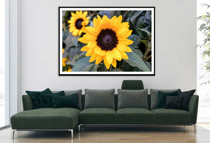 Sunflowers with Leaves Photograph Home Decor Premium Quality Poster Print Choose Your Sizes