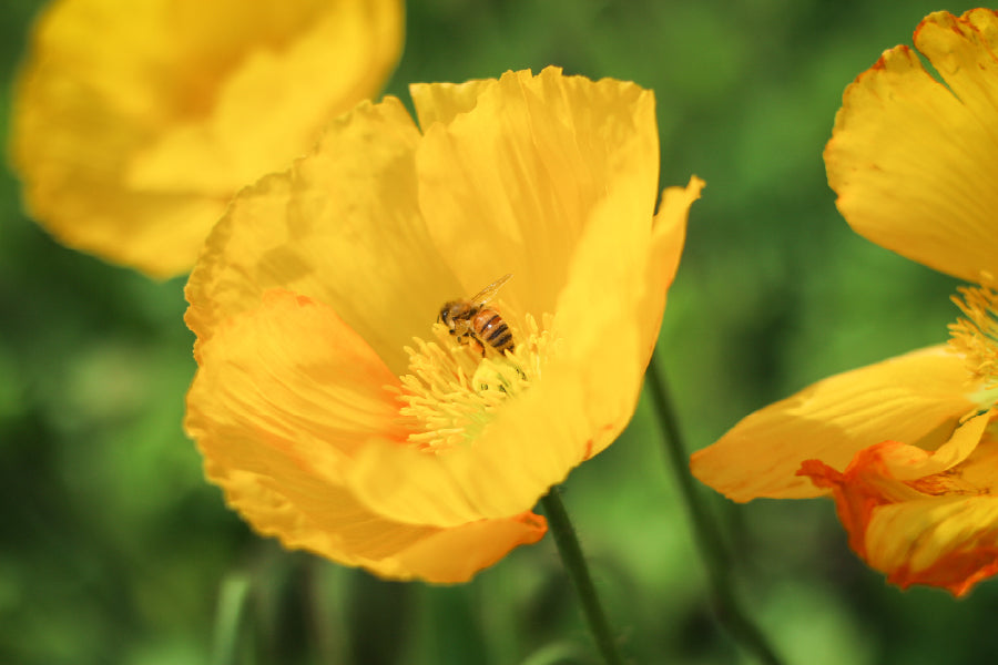 Bee on Yellow Poppy Flower View Photograph Print 100% Australian Made