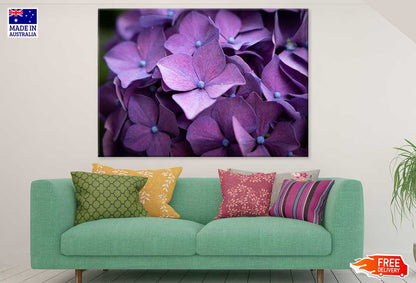 Hydrangea Violet Flowers Closeup View Photograph Print 100% Australian Made