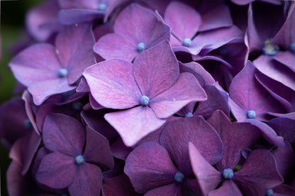 Hydrangea Violet Flowers Closeup View Photograph Print 100% Australian Made