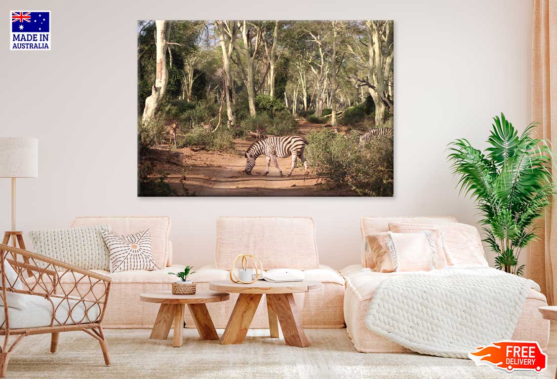 Zebra in Forest Footpath Way Photograph Print 100% Australian Made