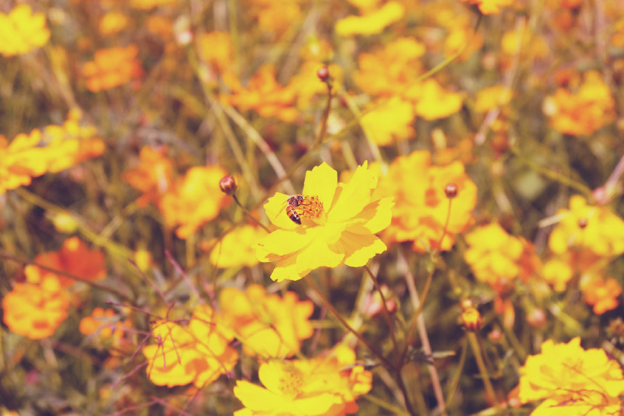 Yellow Cosmos Flower Field View Photograph Home Decor Premium Quality Poster Print Choose Your Sizes