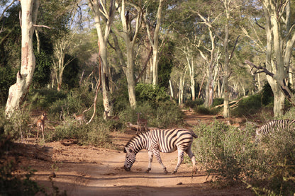 Zebra in Forest Footpath Way Photograph Print 100% Australian Made