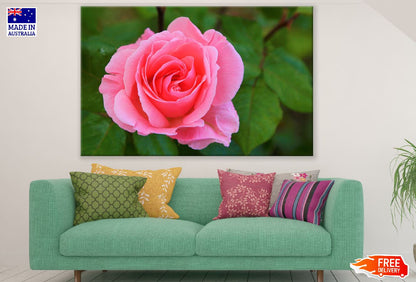 Pink Rose Closeup Photograph Print 100% Australian Made