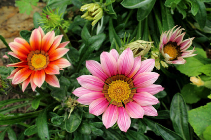 Pink & Orange Gazanie Flowers Photograph Print 100% Australian Made