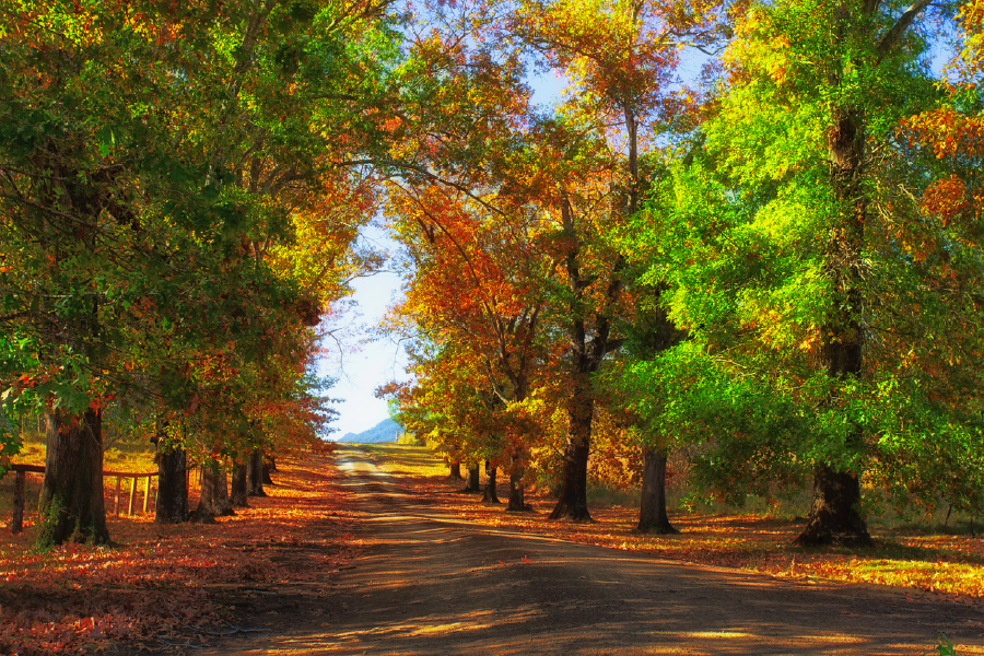 Autumn Trees & Road Photograph Print 100% Australian Made