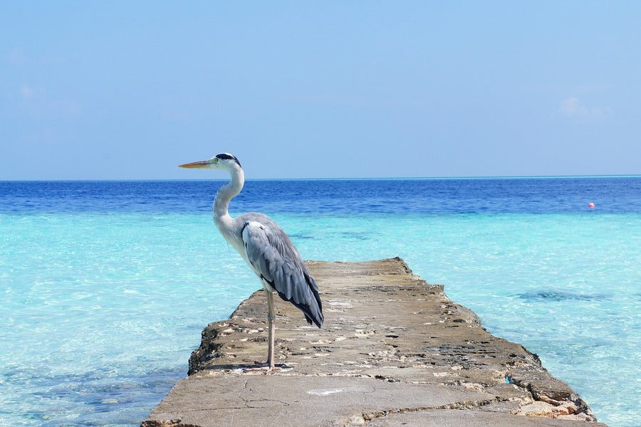 Heron Bird Standing on Shore Photograph Print 100% Australian Made