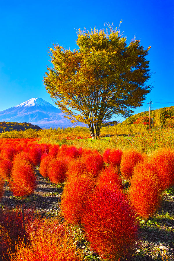 Alone Tree & Red Leaves Blooming Mountain View Photograph Print 100% Australian Made