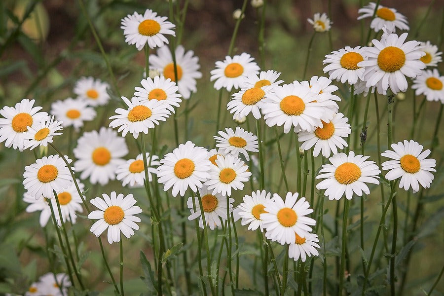 Daisy Flowers Closeup Photograph Print 100% Australian Made