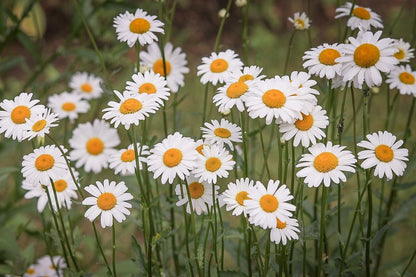 Daisy Flowers Closeup Photograph Print 100% Australian Made