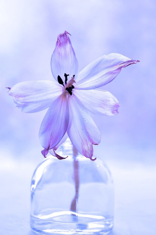 Purple Zephyranthes Flower Closeup Photograph Print 100% Australian Made