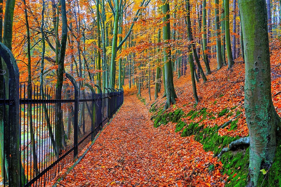Autumn Bend & Park Trees Photograph Print 100% Australian Made