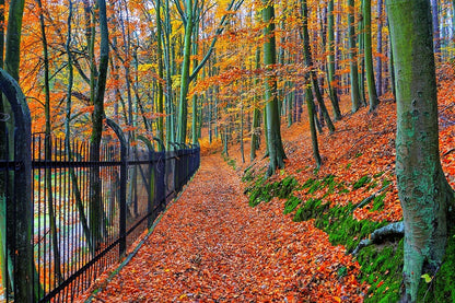 Autumn Bend & Park Trees Photograph Print 100% Australian Made