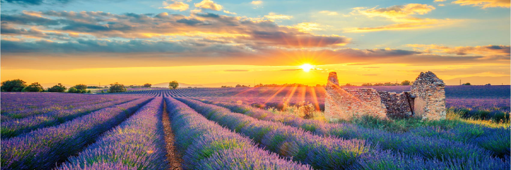 Panoramic Canvas Lavender Field Scenery Photograph High Quality 100% Australian Made Wall Canvas Print Ready to Hang