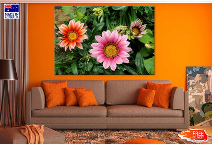 Pink & Orange Gazanie Flowers Photograph Print 100% Australian Made