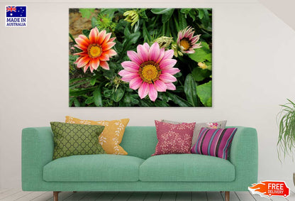 Pink & Orange Gazanie Flowers Photograph Print 100% Australian Made
