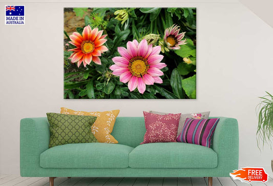 Pink & Orange Gazanie Flowers Photograph Print 100% Australian Made