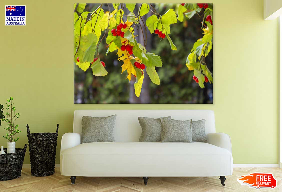 Currant Fruit Tree Photograph Print 100% Australian Made