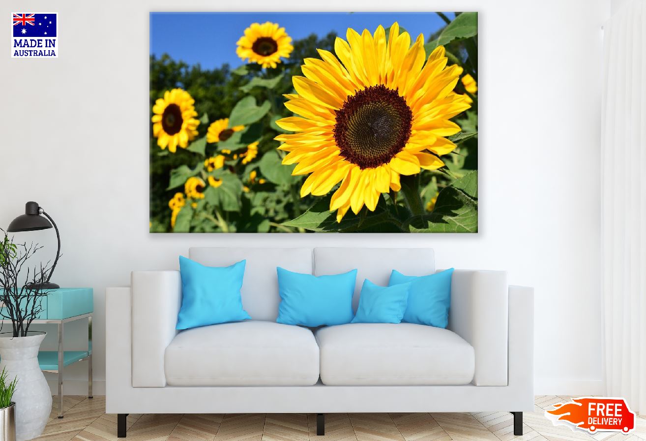 Sunflower with Leaves Closeup Photograph Print 100% Australian Made