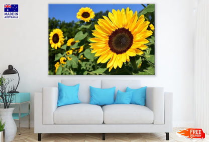 Sunflower with Leaves Closeup Photograph Print 100% Australian Made
