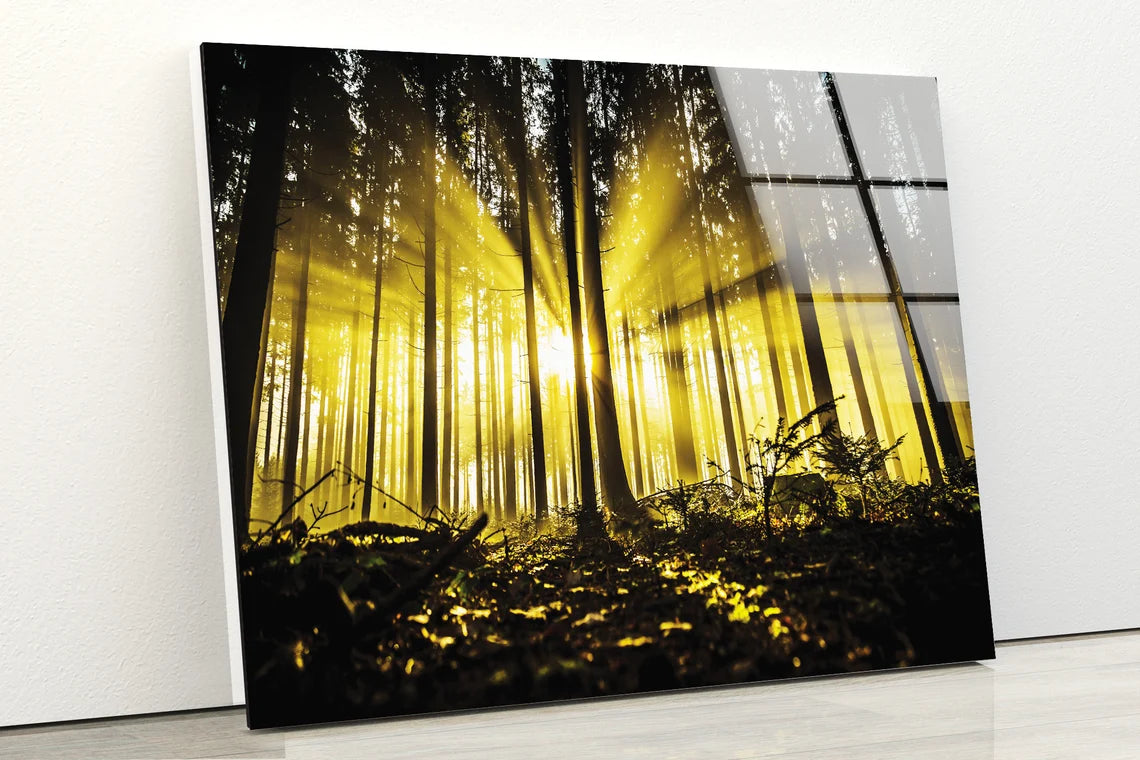 Dark Forest with Yellow Sunrays Photograph Acrylic Glass Print Tempered Glass Wall Art 100% Made in Australia Ready to Hang