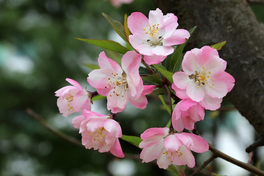White Pink Sakura Flowers View Photograph Print 100% Australian Made