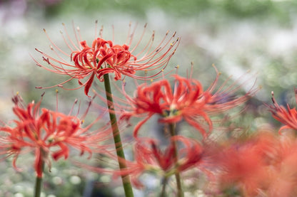 Red Spider Lily Flowers Photograph Print 100% Australian Made