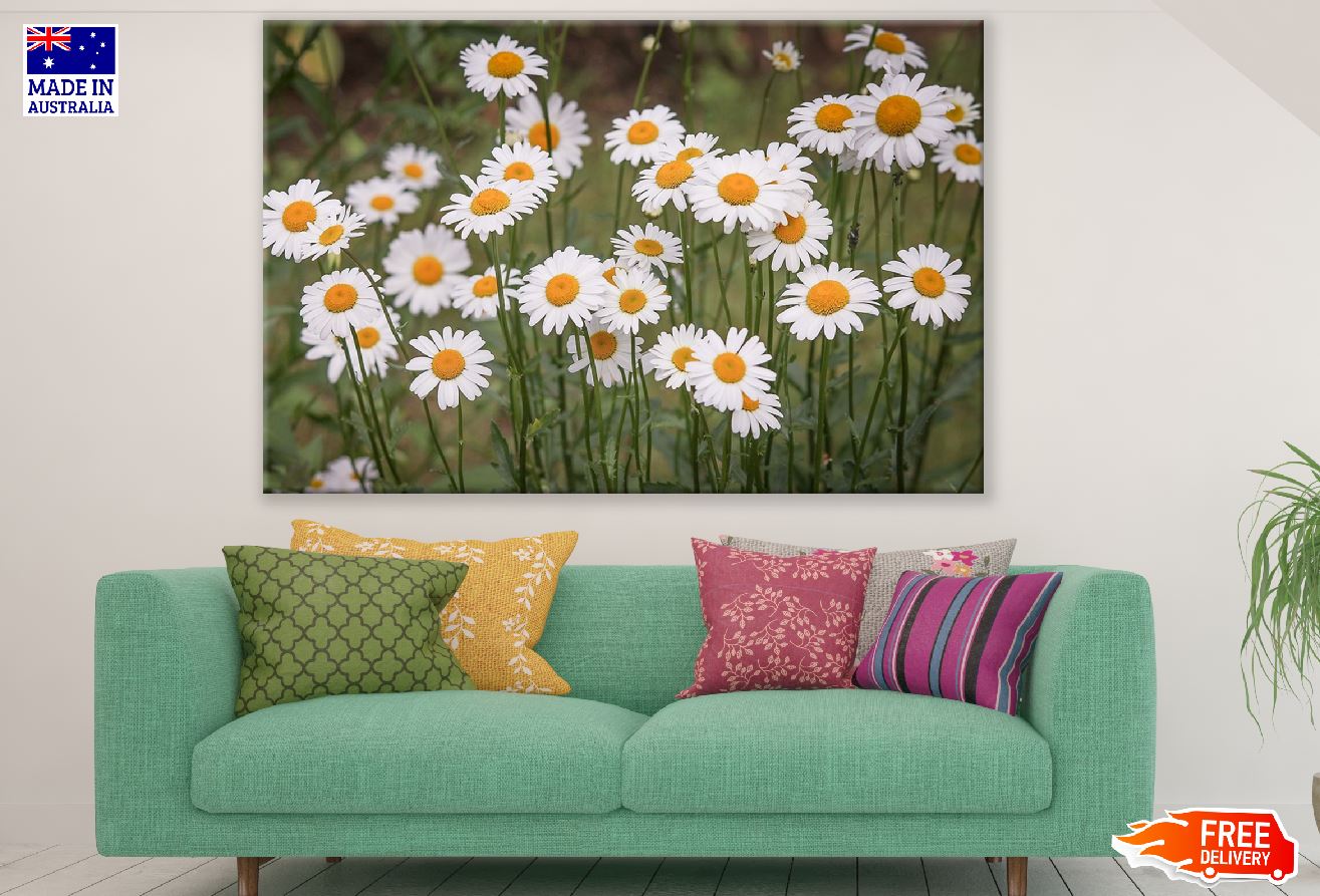 Daisy Flowers Closeup Photograph Print 100% Australian Made