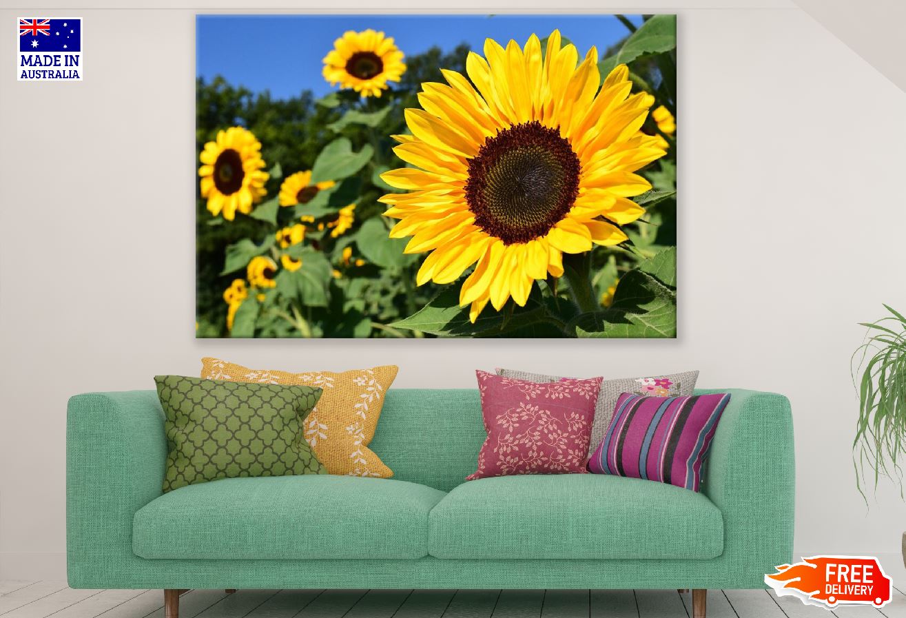 Sunflower with Leaves Closeup Photograph Print 100% Australian Made