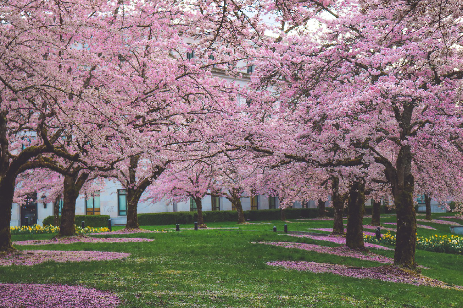 Blossom Tree Park Photograph Print 100% Australian Made