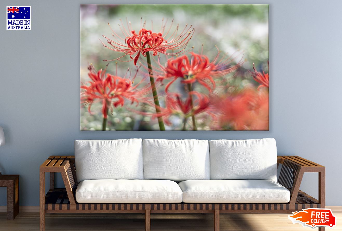 Red Spider Lily Flowers Photograph Print 100% Australian Made