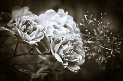 Floribunda Roses B&W Photograph Print 100% Australian Made