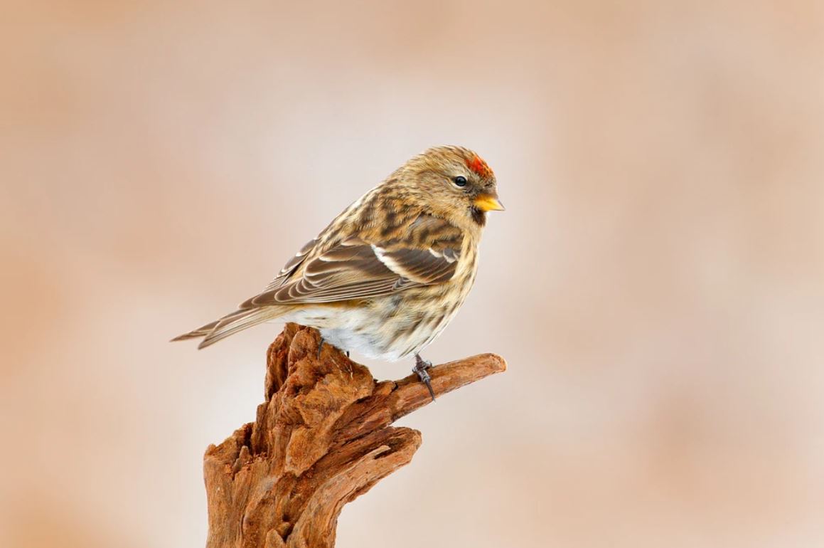 Little Bird on Tree Photograph Home Decor Premium Quality Poster Print Choose Your Sizes
